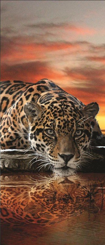 Fotomural: Jaguar - 211x91 cm