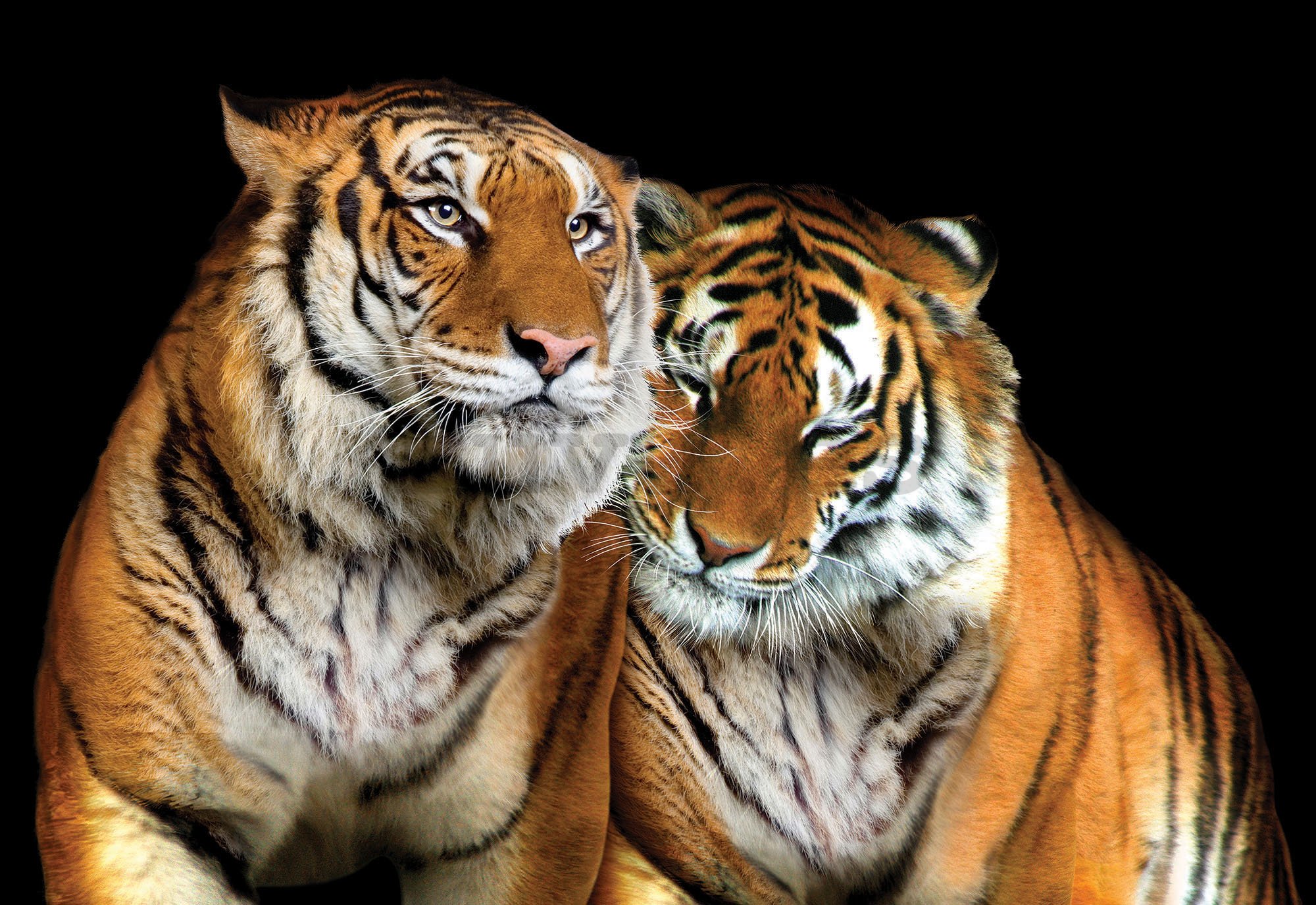 Fotomural: Dos tigres - 254x368 cm
