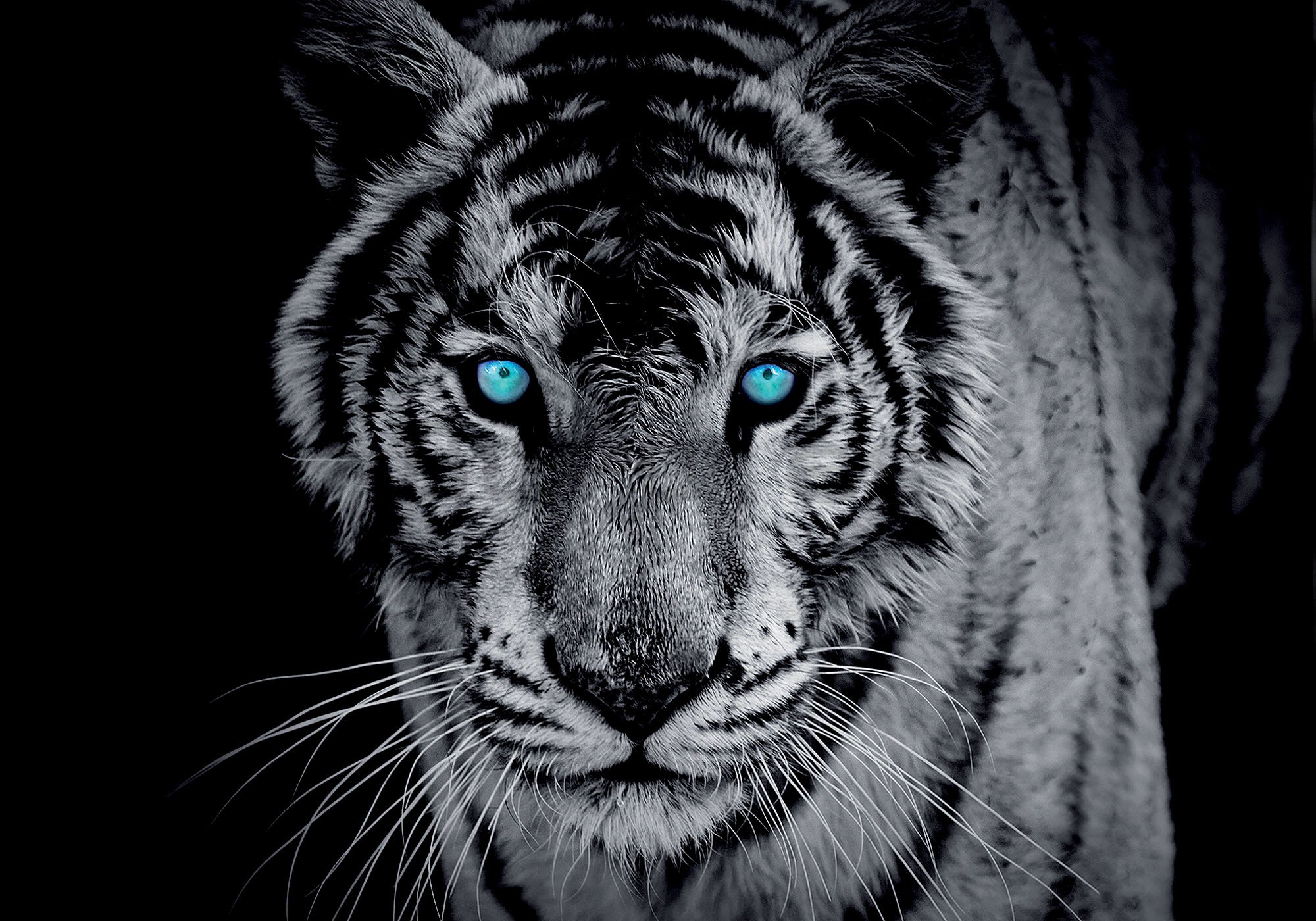 Fotomural: Tigre en blanco y negro - 184x254 cm