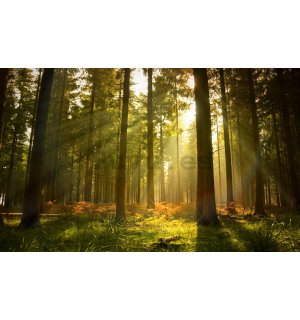 Fotomural: Amanecer en el bosque - 184x254 cm