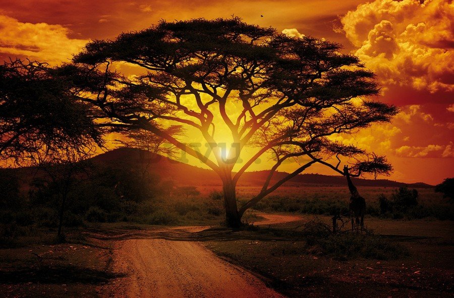 Fotomural TNT: Puesta de sol africana - 104x152,5 cm