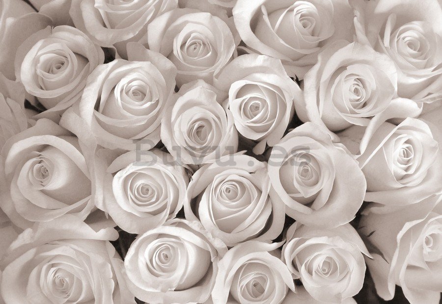 Fotomural TNT: Rosas blancas - 184x254 cm