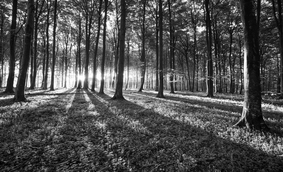 Fotomural TNT: Bosque en blanco y negro (1) - 254x368 cm