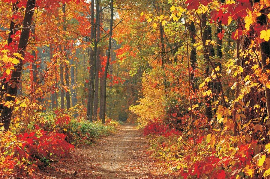 Fotomural TNT: Bosque en otoño - 254x368 cm