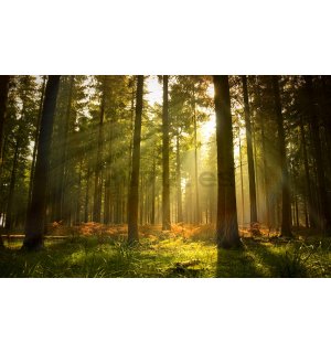 Fotomural TNT: Amanecer en el bosque - 184x254 cm