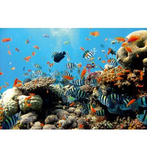 Fotomural: Arrecife de coral - 184x254 cm