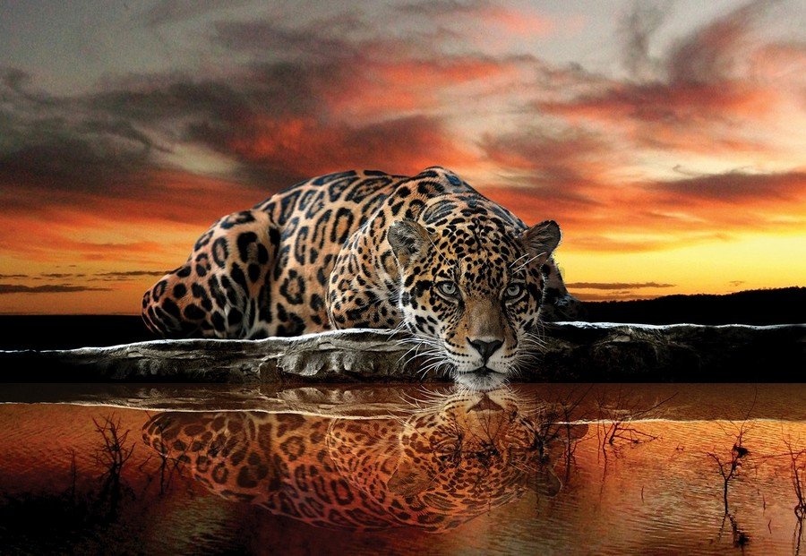 Fotomural TNT: Jaguar - 184x254 cm