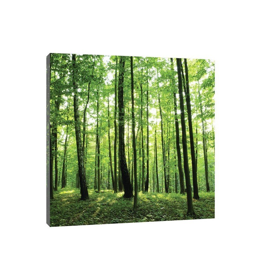 Cuadro sobre lienzo: Bosque (2) - 75x100 cm
