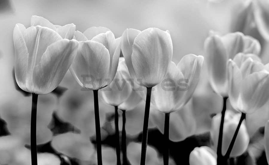 Fotomural TNT: Tulipanes blancos y negros - 254x368 cm