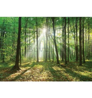 Fotomural TNT: Sol en el bosque (3) - 254x368 cm