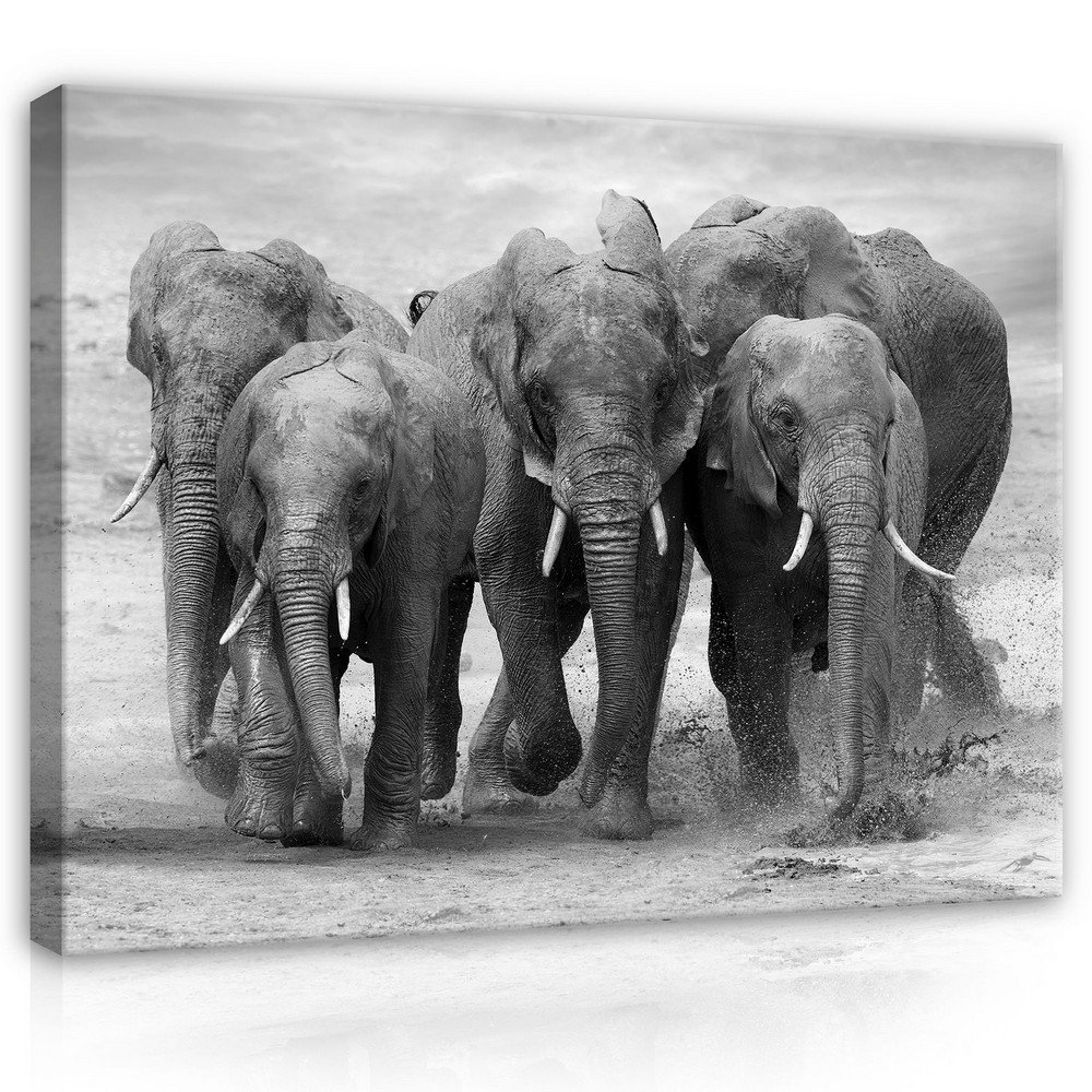 Cuadro sobre lienzo: Elefantes - 75x100 cm