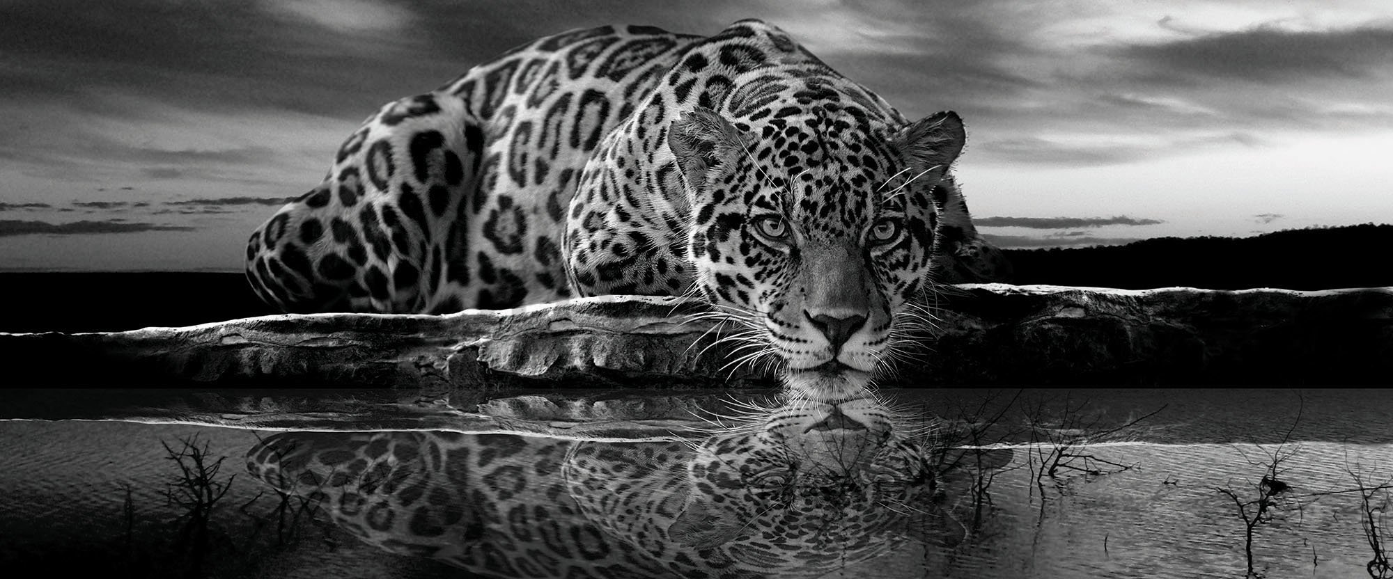 Fotomural: Jaguar (en blanco y negro) - 104x250 cm