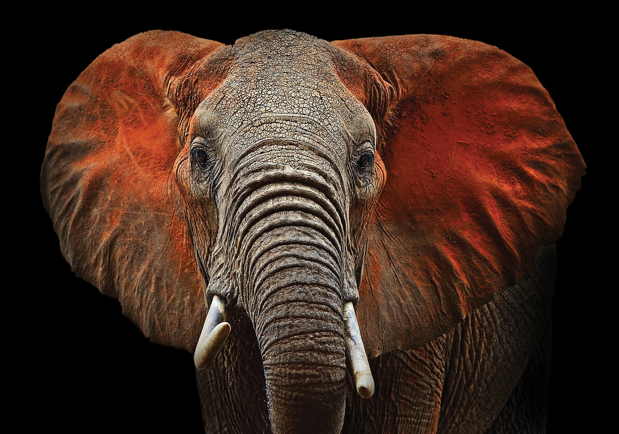 Fotomural TNT: Elefante (detalle) - 104x152,5 cm