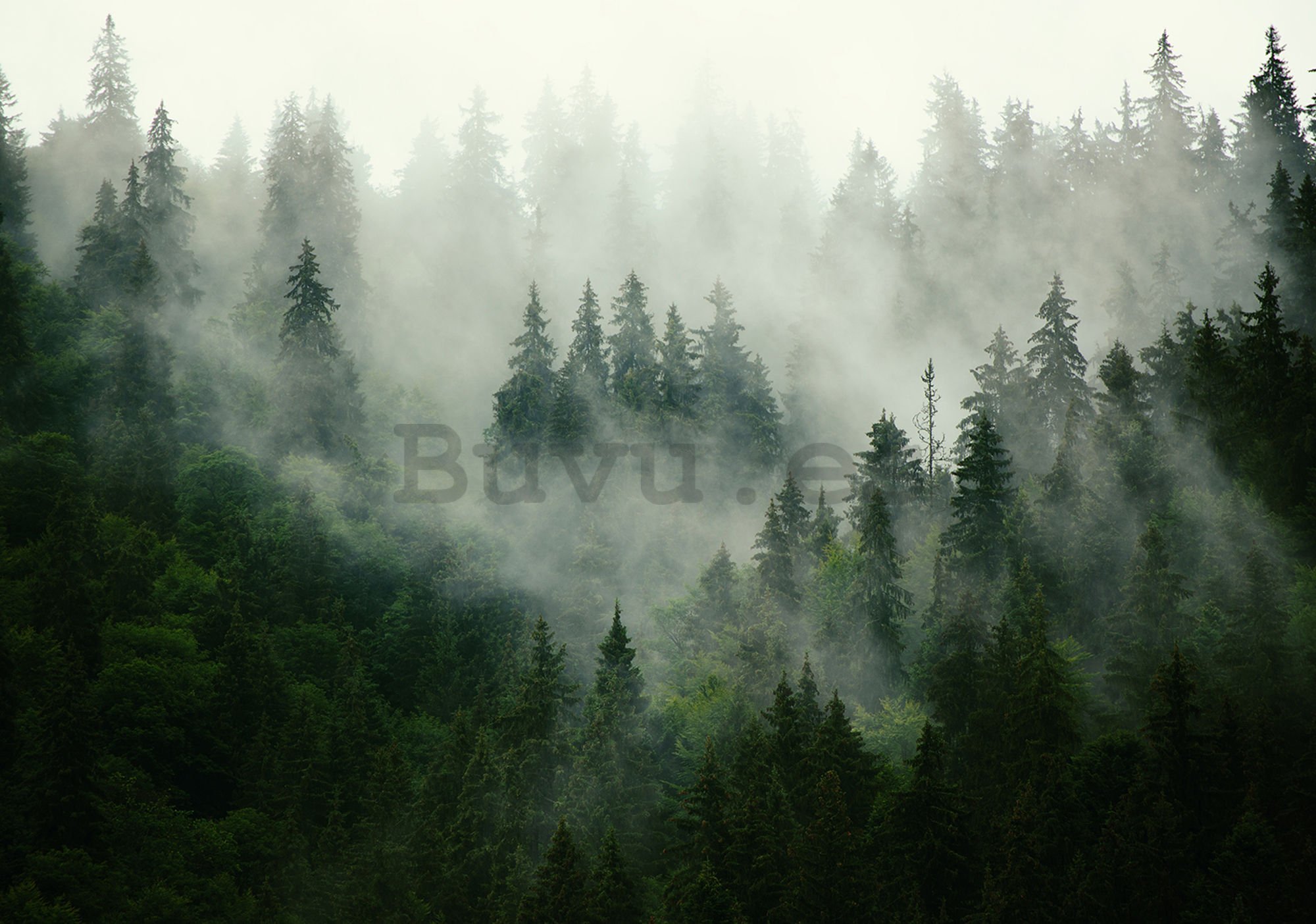 Fotomural: Niebla sobre el bosque (1) - 184x254 cm