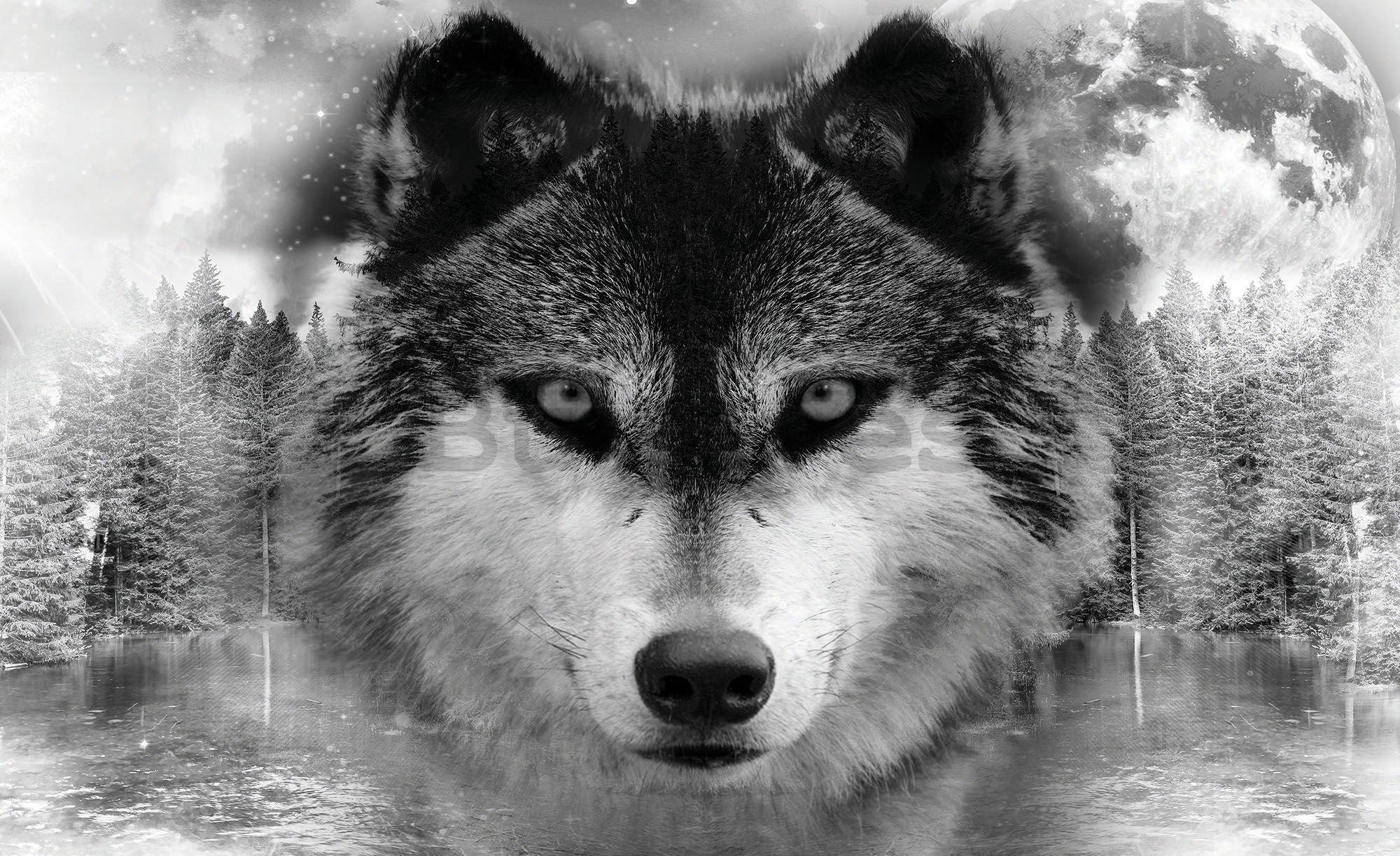 Fotomural: Lobo (3) - 184x254 cm