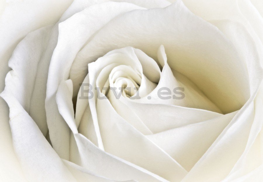 Cuadro sobre lienzo: Rosas blancas (2) - 75x100 cm