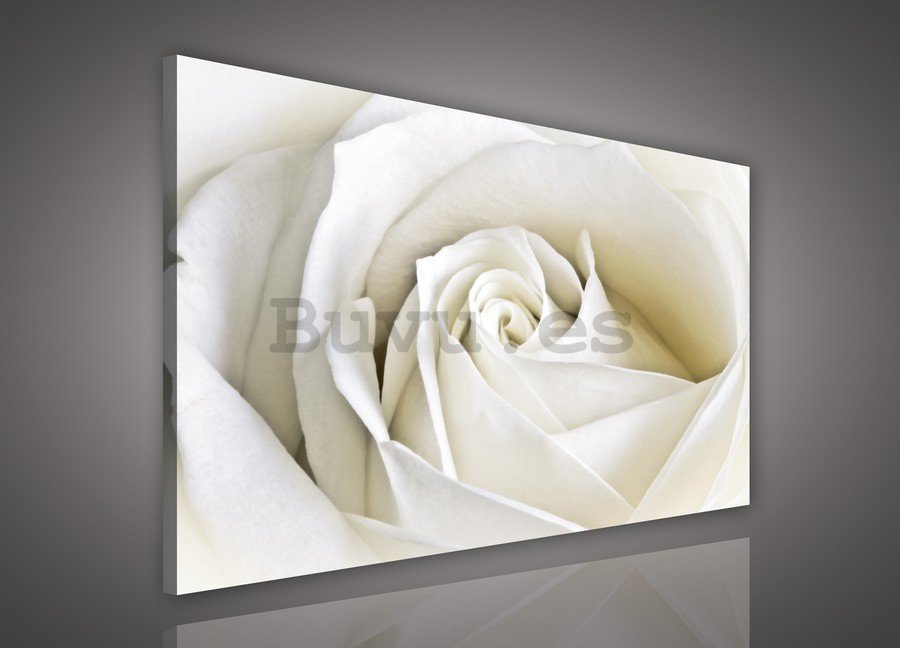 Cuadro sobre lienzo: Rosas blancas (2) - 75x100 cm