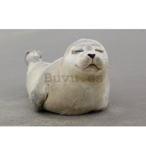 Póster: Cachorro de foca gris