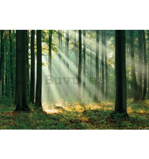 Póster: Rayos de luz en el bosque verde